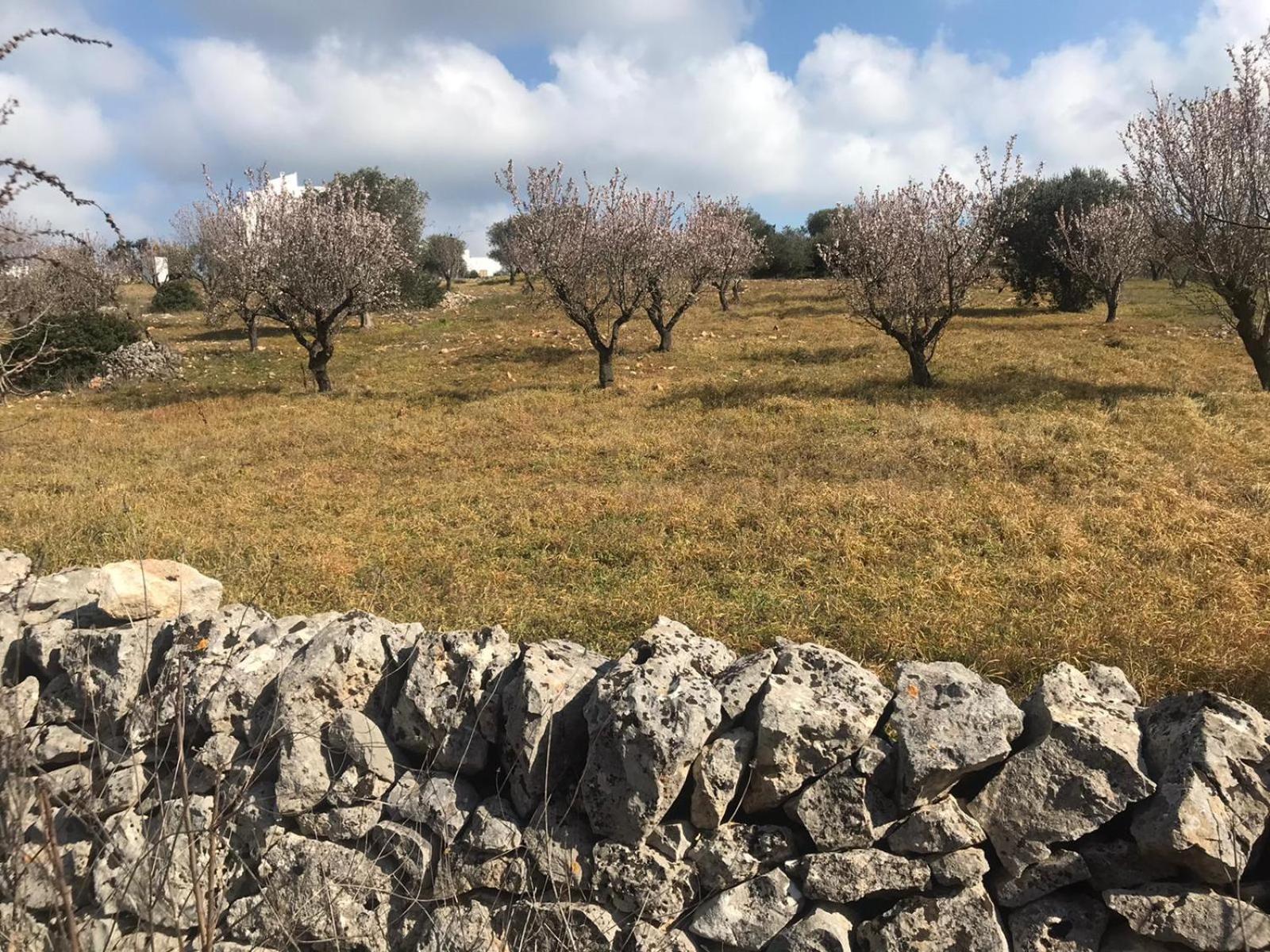 Piccolo Trullo Ostunese Le Jardin De Sophie' Ostuni Εξωτερικό φωτογραφία