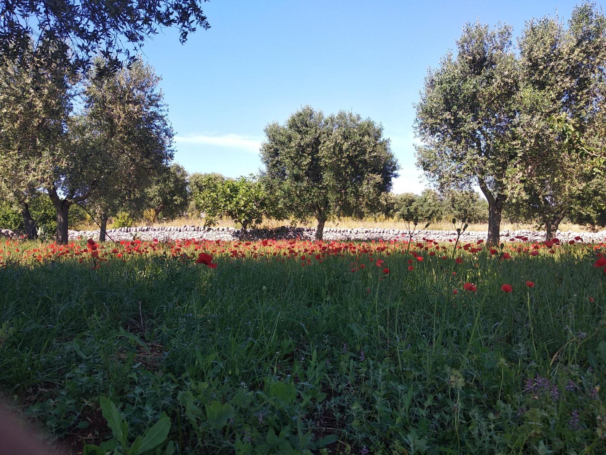 Piccolo Trullo Ostunese Le Jardin De Sophie' Ostuni Εξωτερικό φωτογραφία