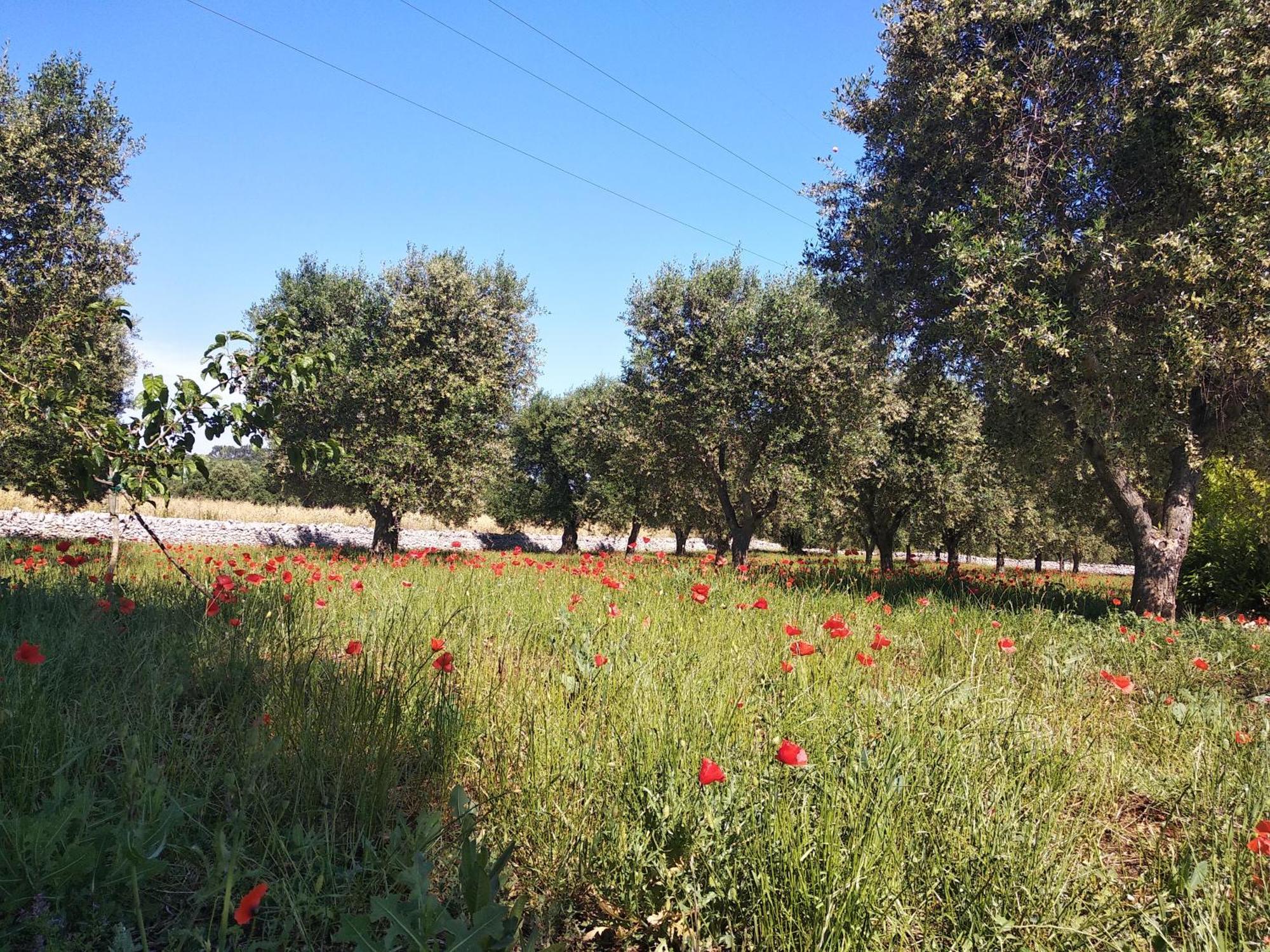 Piccolo Trullo Ostunese Le Jardin De Sophie' Ostuni Εξωτερικό φωτογραφία